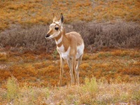 pronghorn