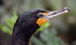 cormoran_head