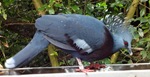 crownedpigeon