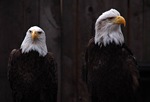 eagles eagles