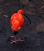 ibis