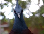 pidgeon