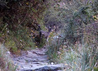 trail_deer