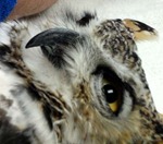 badbeak