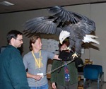 baldeaglesize