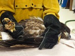 goldeneagle