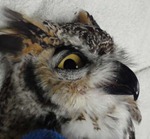 goodbeak