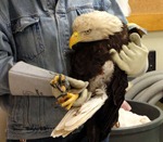 injuredeagle