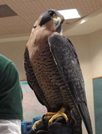 peregrinefalcon