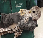 rochesterbarredowl