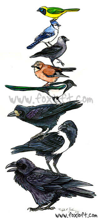 Bird Stack - Corvidae