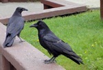 alaskanravens