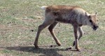 babyreindeer