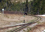 bear_on_platform_1