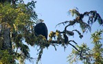 eagle_tree