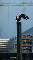 eagles_that_way
