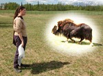 fox_musk_ox_of_dreams2