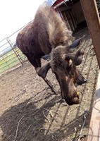 moose