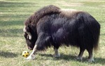 muskball