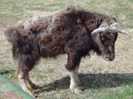 muskoxbaby