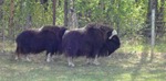 muskoxen