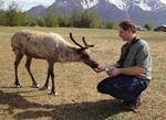 reindeer1