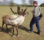 reindeer2