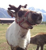 reindeer3