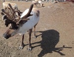 reindeer5