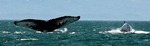 whale_watching_2