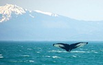 whale_watching_4