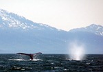 whale_watching