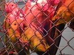 goldenconures