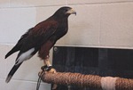 harrishawk