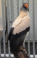 kingvulture2