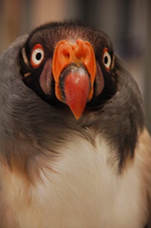 kingvulture