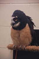 spectacledowl