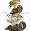 Bird Stack - Owl