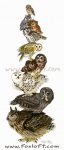 Bird Stack - Owl