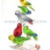 Birdstack - Parrots