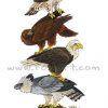 Birdstack - Eagles