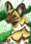 Curious Gaze - African Wild Dog