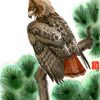 I Spy - Redtail Hawk