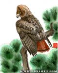 I Spy - Redtail Hawk