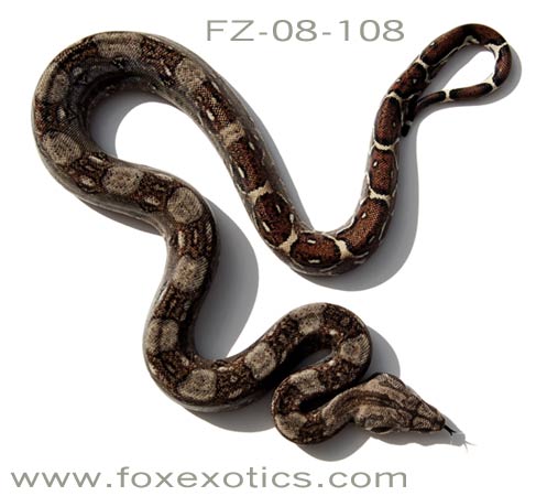 Type II Anerythristic Boa Constrictor