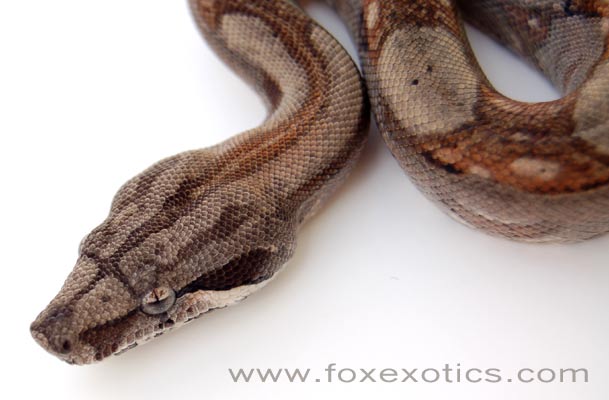 A nice 100% het Type II Anerythristic Boa.