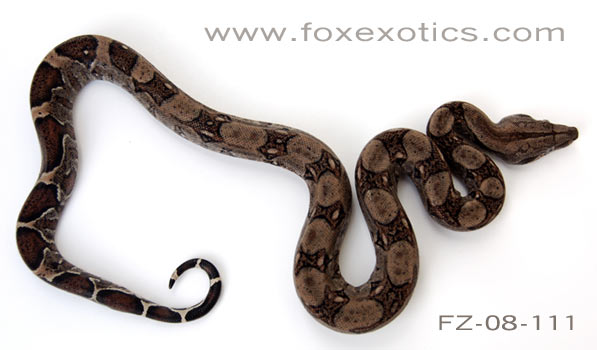 Type II Anerythristic Boa.