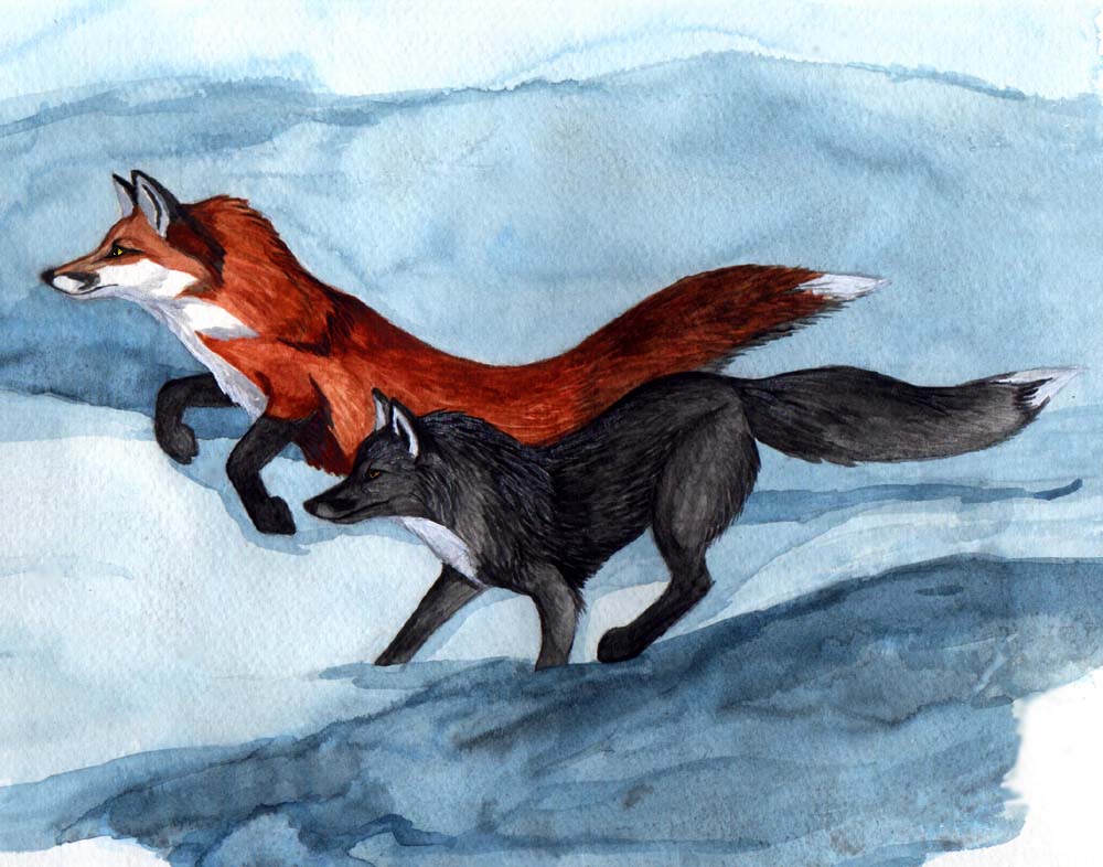 Foxes in the Snow