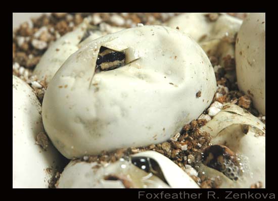 Photos of baby ball pythons hatching from their eggs | The Foxloft