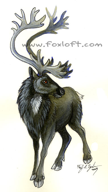 Black Reindeer